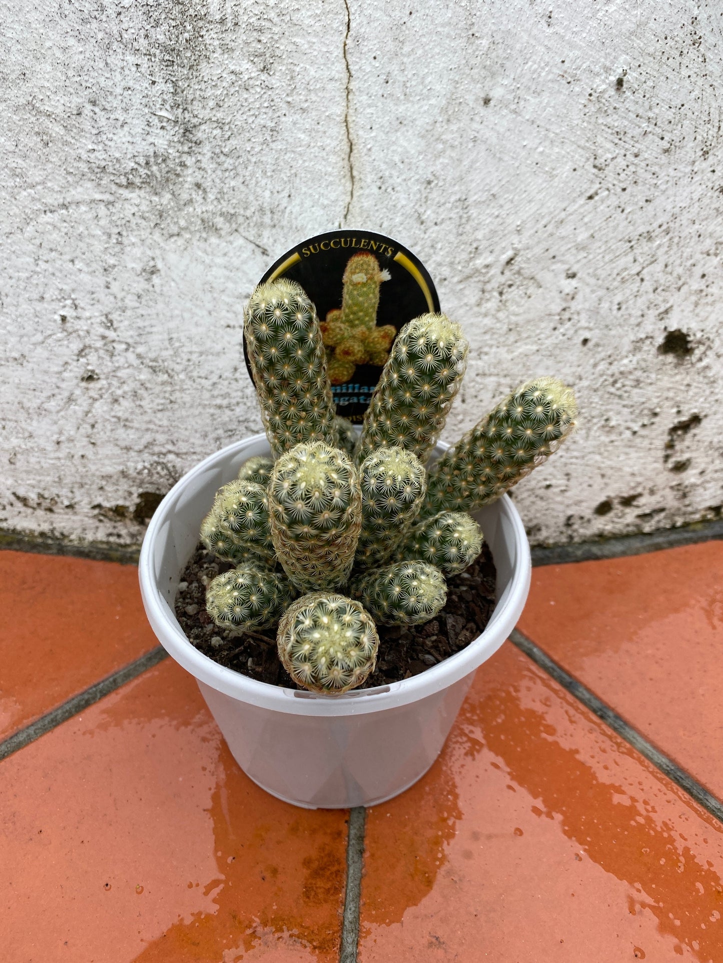 Mammillaria elongata