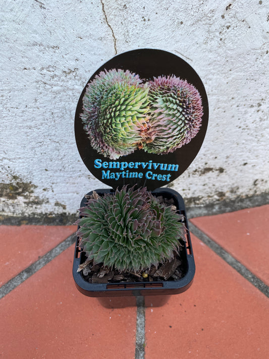 Sempervivum Maytime Crest