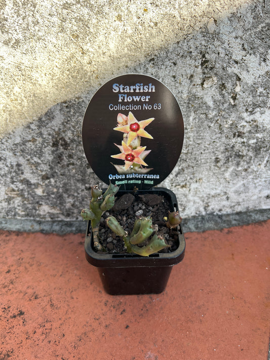 Orbea subterranea
