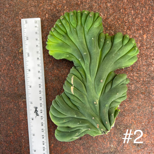 Trichocereus peruvianus monstrose x sacred succulents 02 (tpm x ss02)