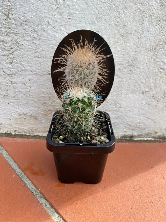 Mammillaria magnifica