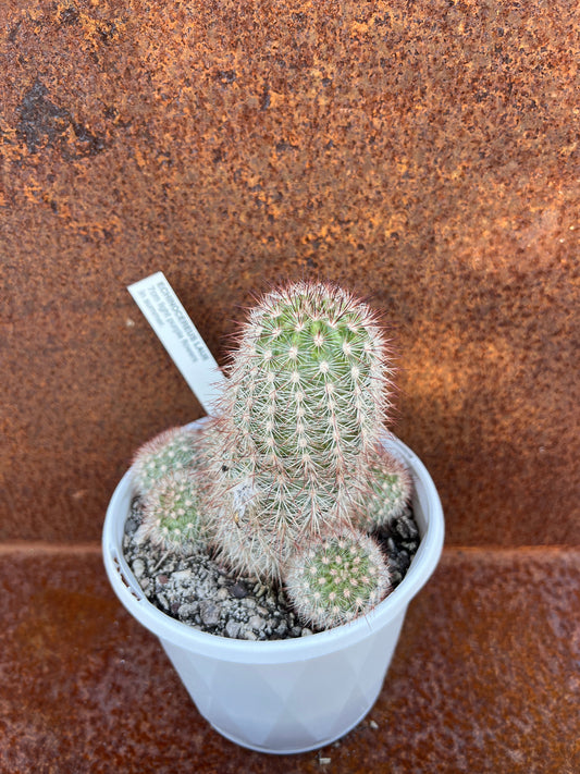 Echinocereus Lauii