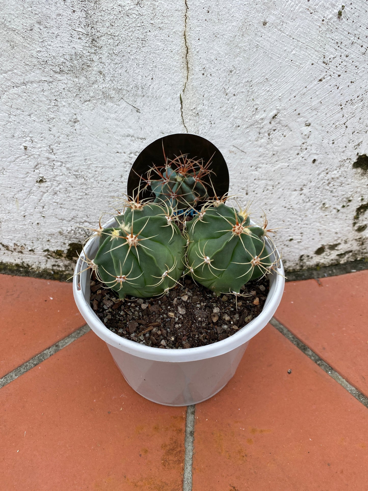 Ferocactus electracanthus