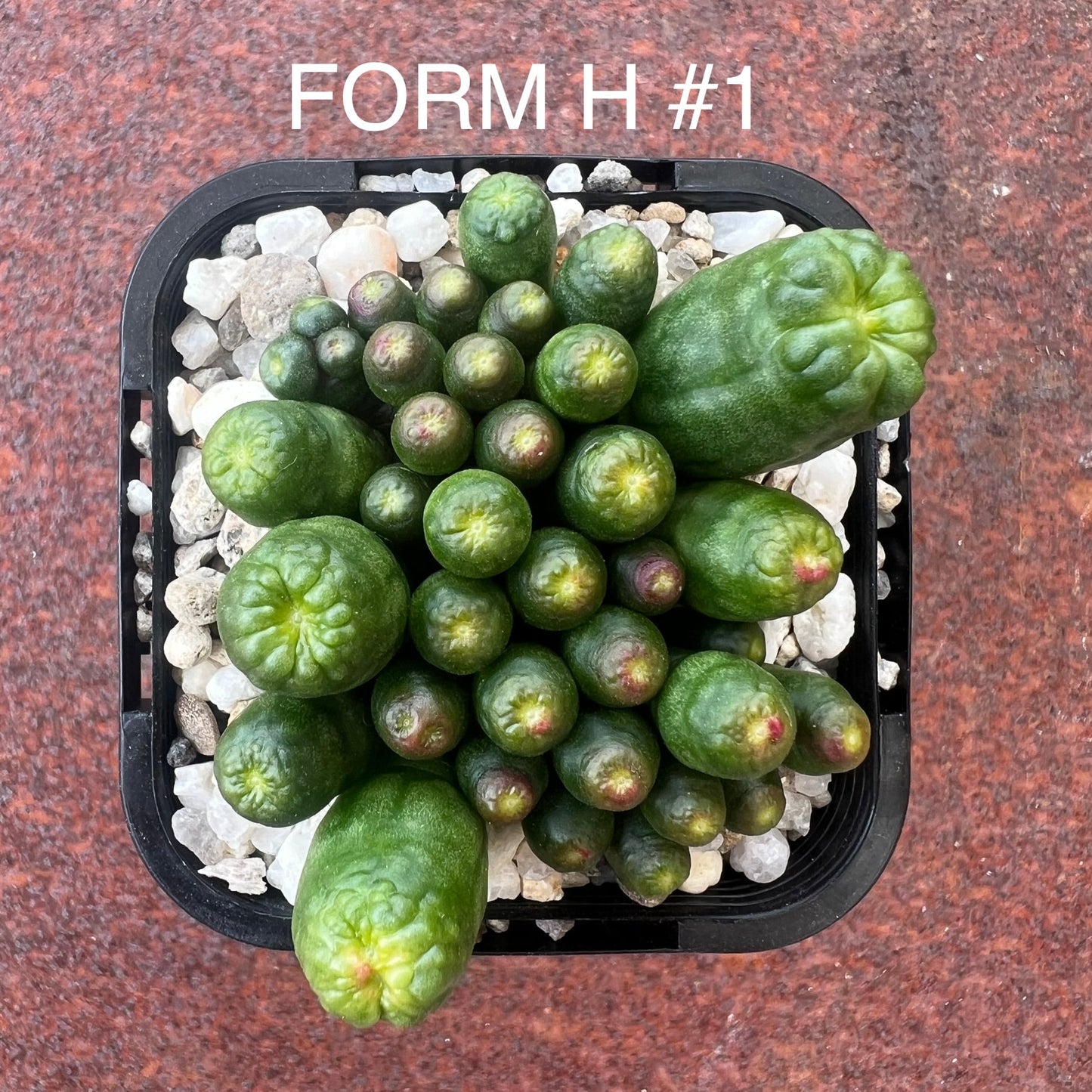 Mammillaria Monstrose Fred - Form H