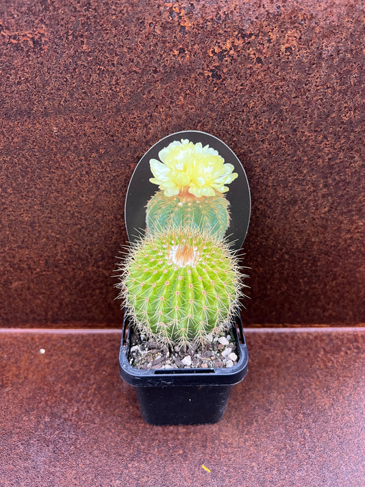 Parodia schumanniana