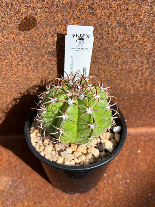 Melocactus neyzi