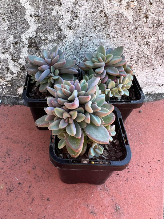 Echeveria Manaudes