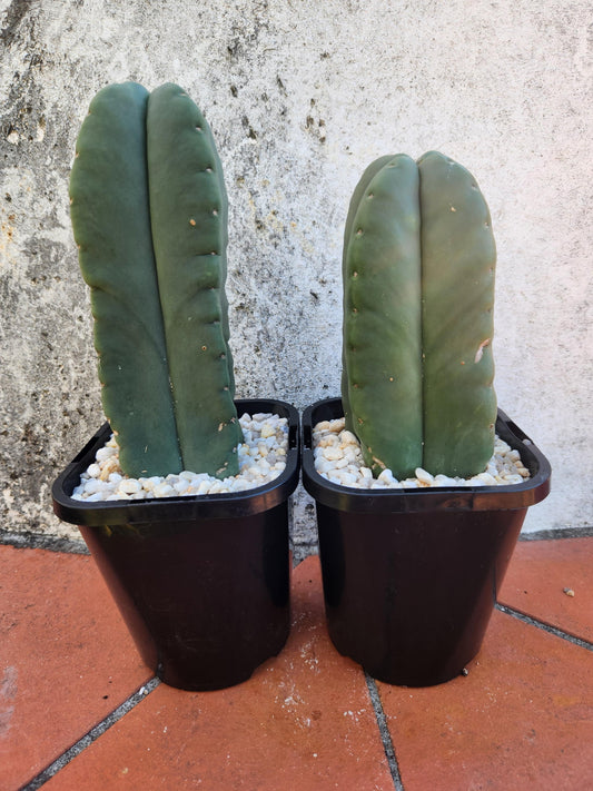 Trichocereus scopulicola quad