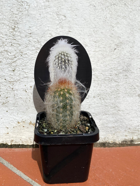 Espostoa lanata “Peruvian Old Man Cactus”