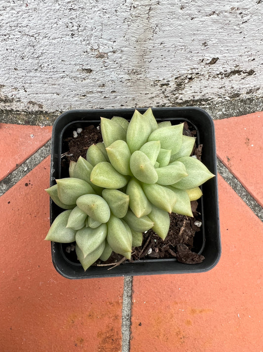 Echeveria J.C. Van Keppel