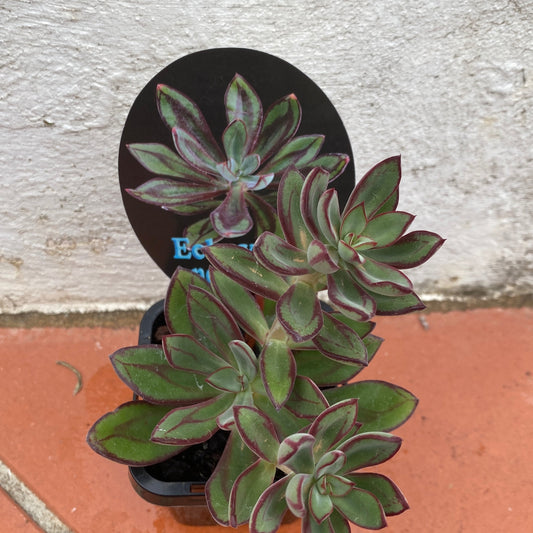 Echeveria nodulosa