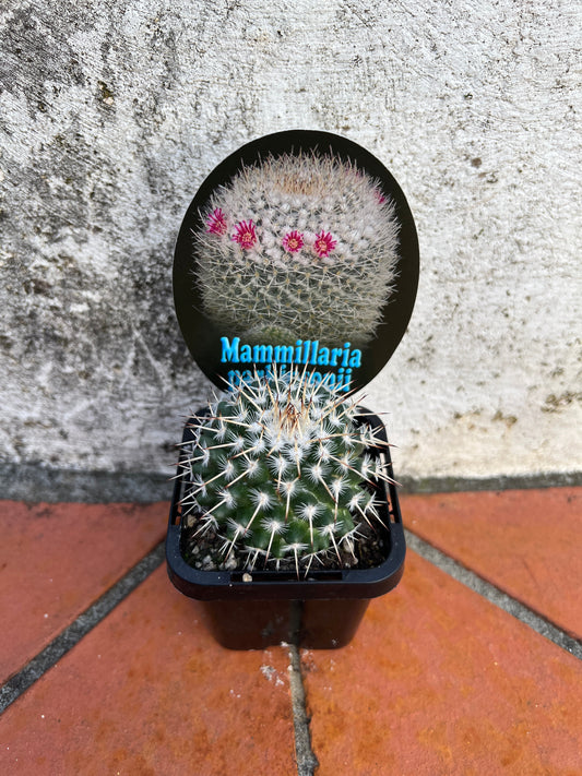 Mammillaria parkinsonii 'Owl Eye Cactus'