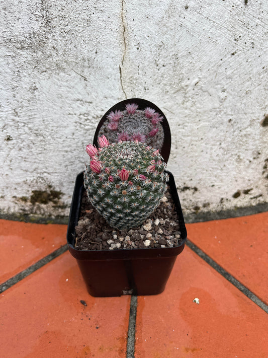 Mammillaria klissingiana