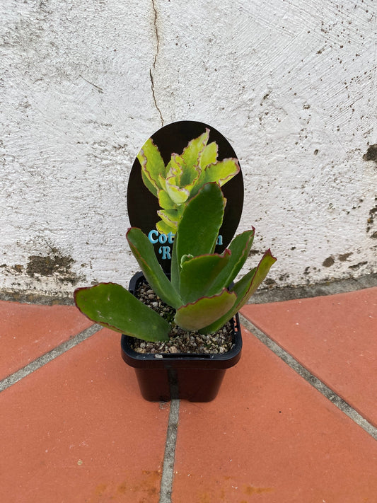 Cotyledon Orbiculata Var. Undulata