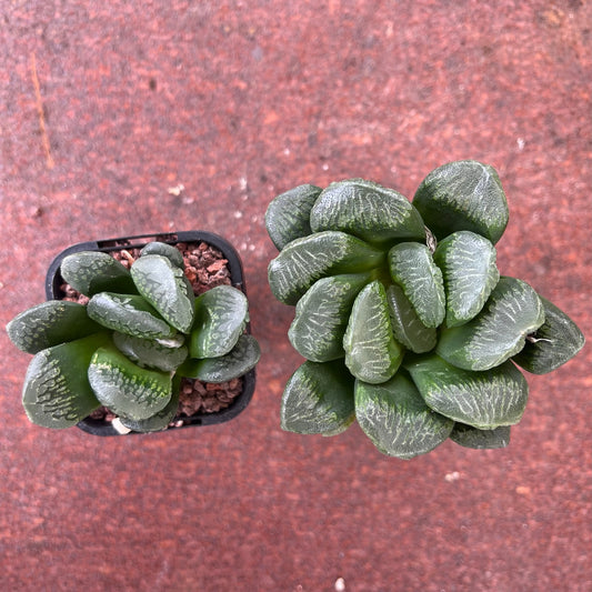 Haworthia Truncata x Comptoniana (Seed Grown)