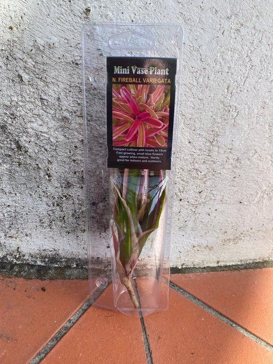 Neoreglia Fireball Variegata