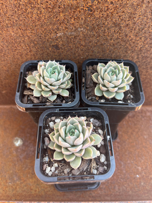 Echeveria Parks Pop Candy