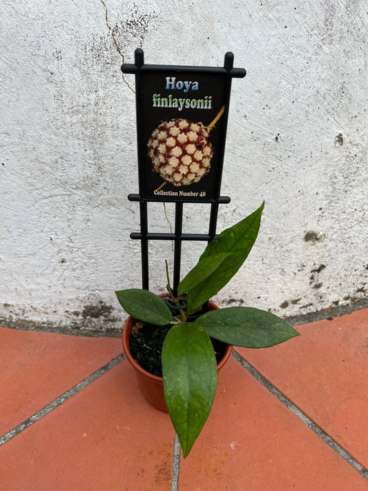 Hoya finlaysonii