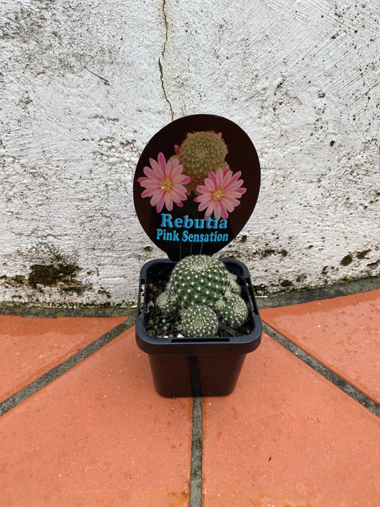Rebutia 'Pink Sensation'