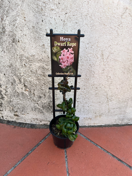 Hoya Dwarf Rope