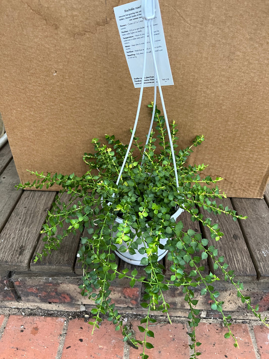 Dischidia ruscifolia 'Million Hearts'