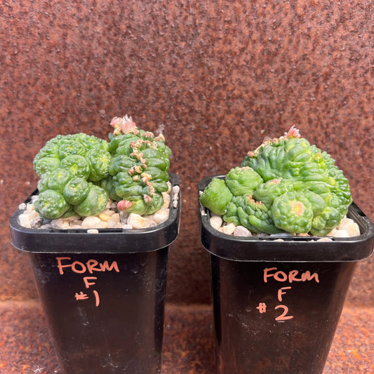 Mammillaria Monstrose Fred - Form F