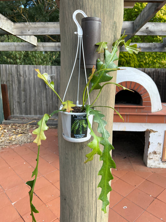 Epiphyllum anguliger