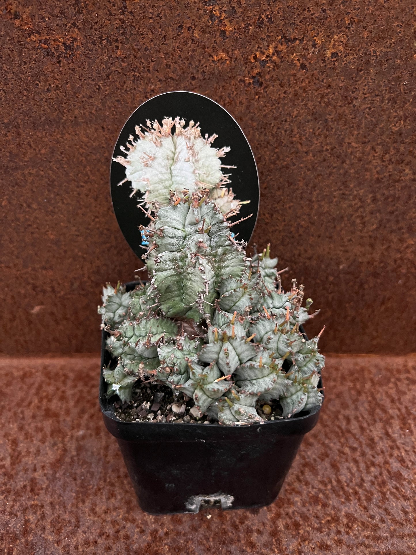 Euphorbia horrid var Nova