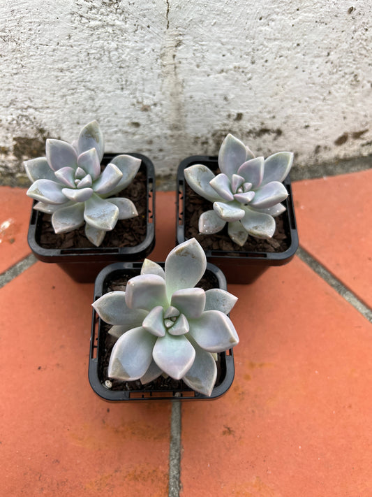 Graptoveria Tricolour