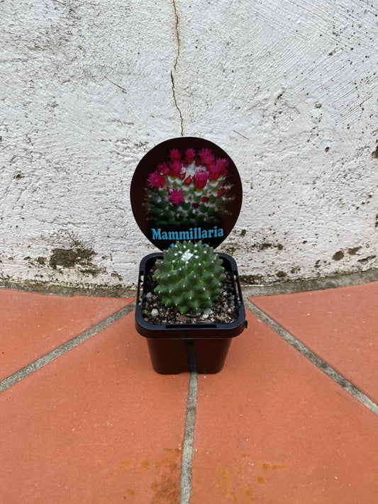 Mammillaria toluca