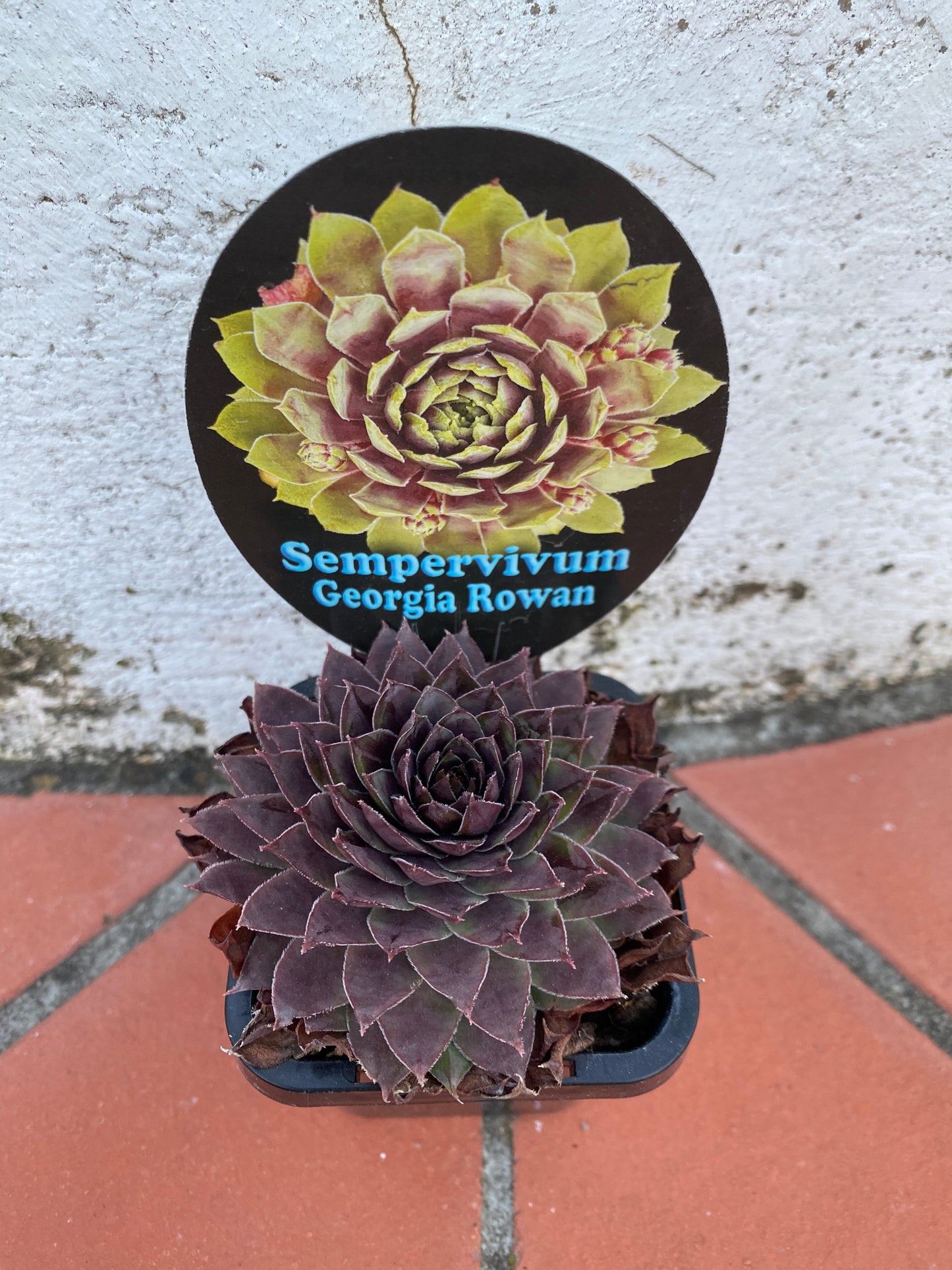 Sempervivum Georgia Rowan