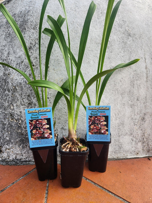 Plush Canyon 'Beenak' NDM20