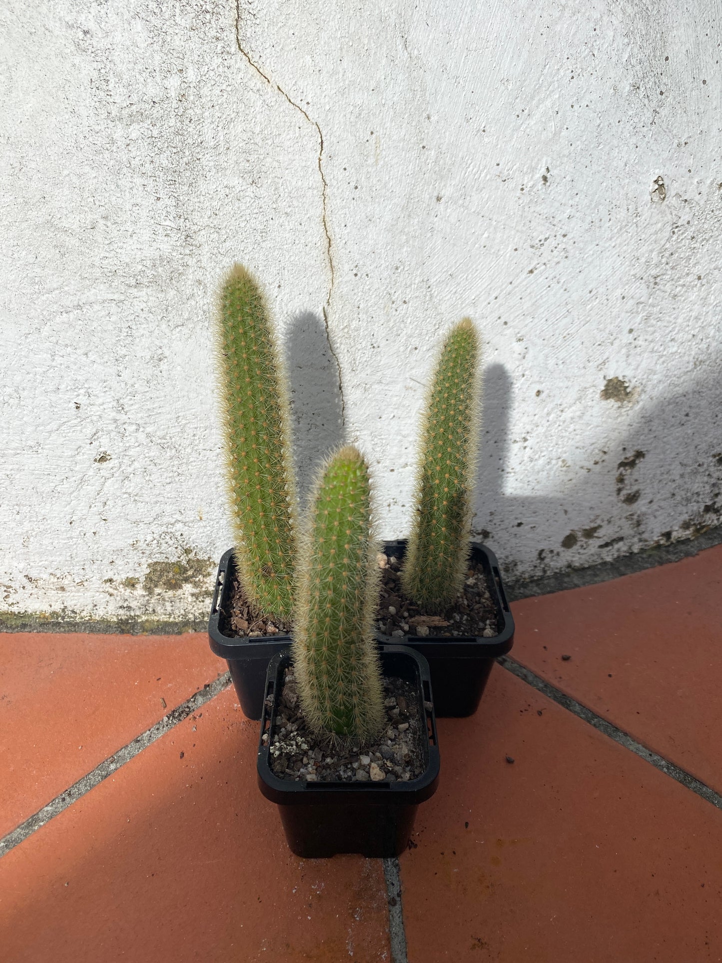 Cleistocactus winteri "Golden Rats Tail'