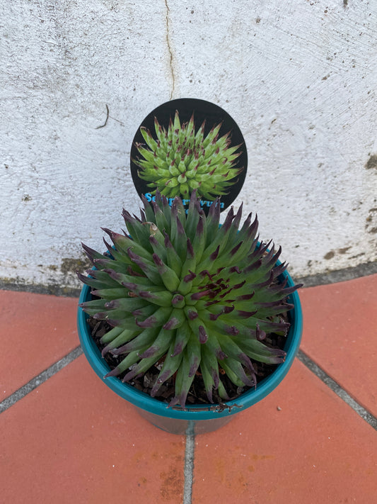 Sempervivum Pittoni