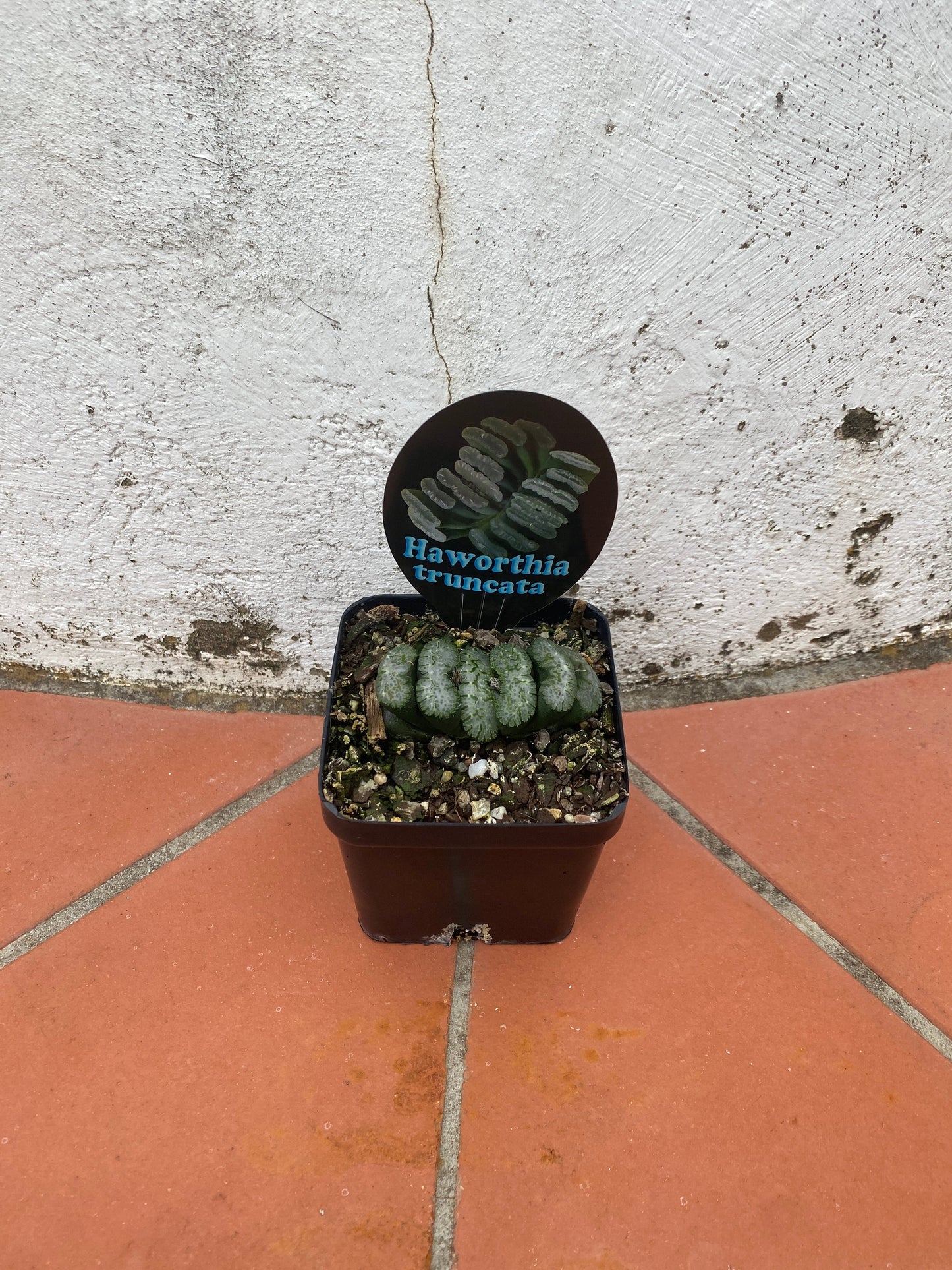 Haworthia truncata