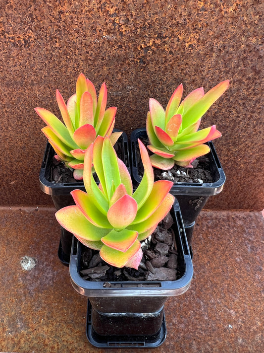 Crassula Capitella 'Campfire'