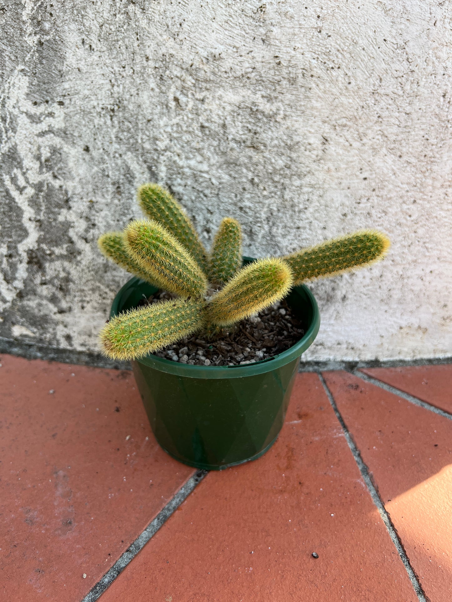 Cleistocactus winteri "Golden Rats Tail'