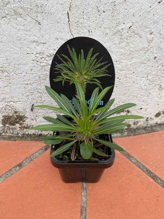 Pachypodium lamerei 'Madagascar Palm'