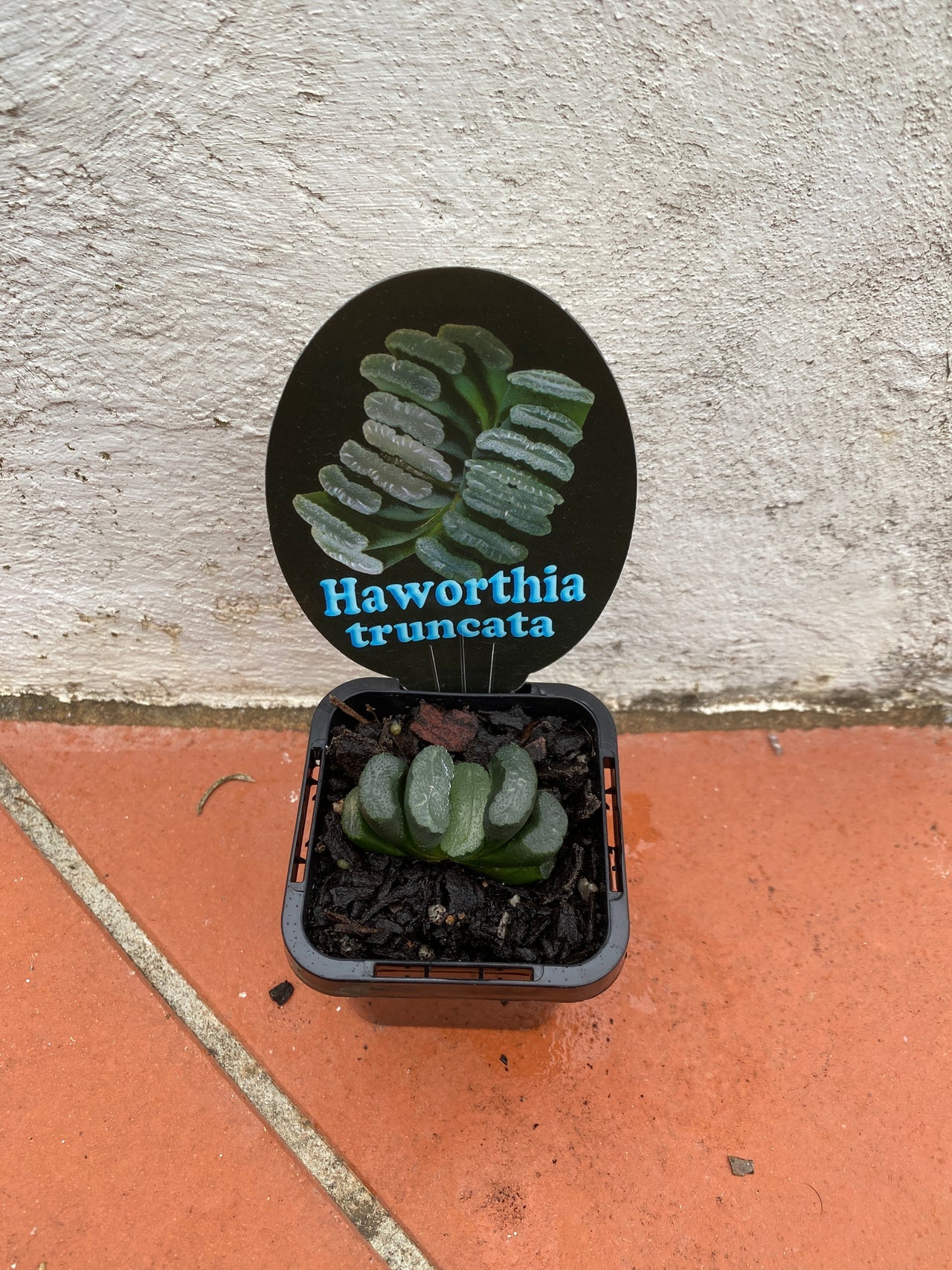 Haworthia truncata