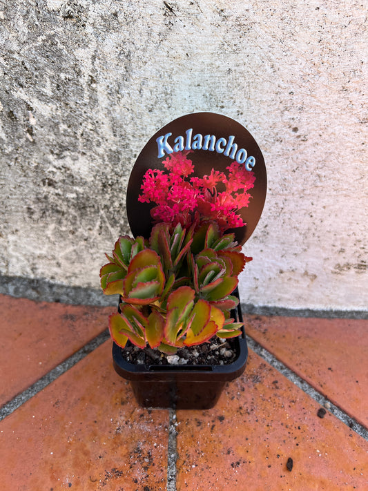 Kalanchoe blossfeldiana