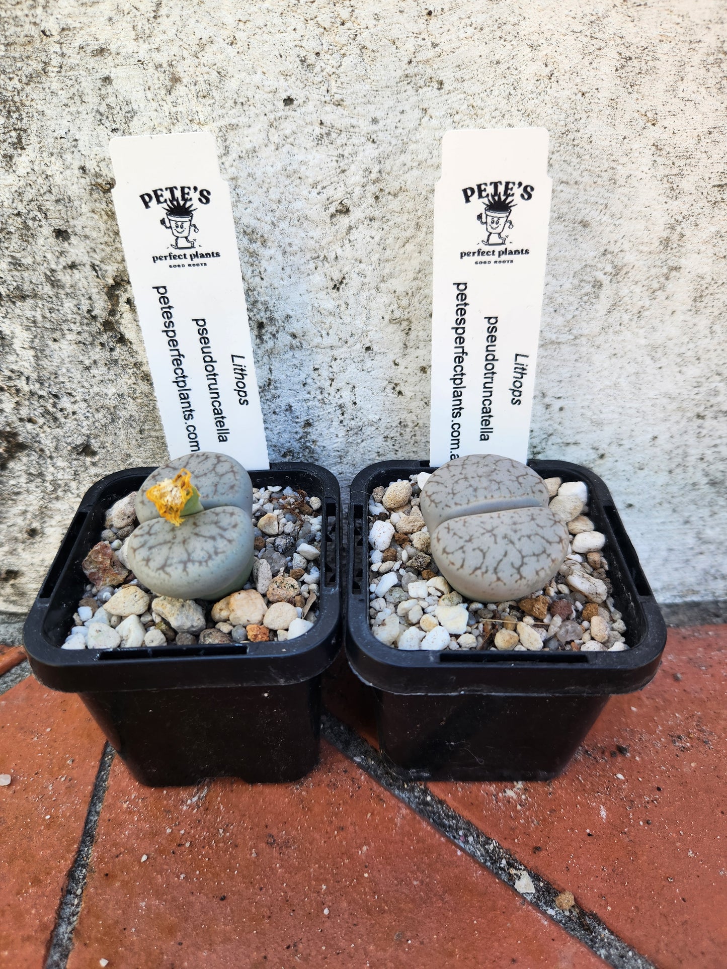 Lithops Pseudotruncatella