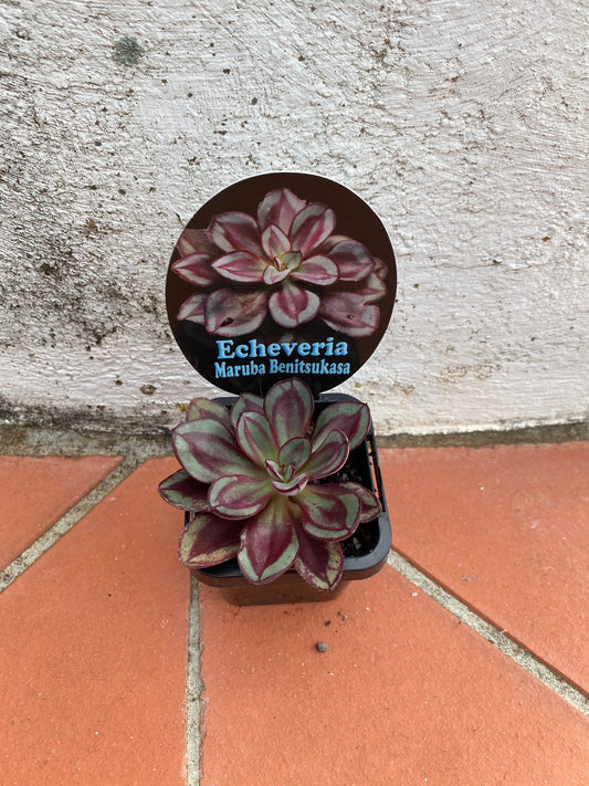 Echeveria Maruba Benitsukasa