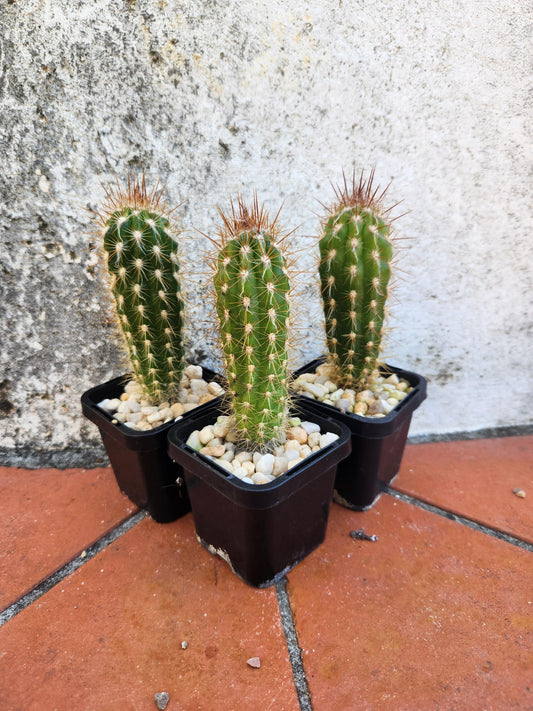 Pilocereus gounellei