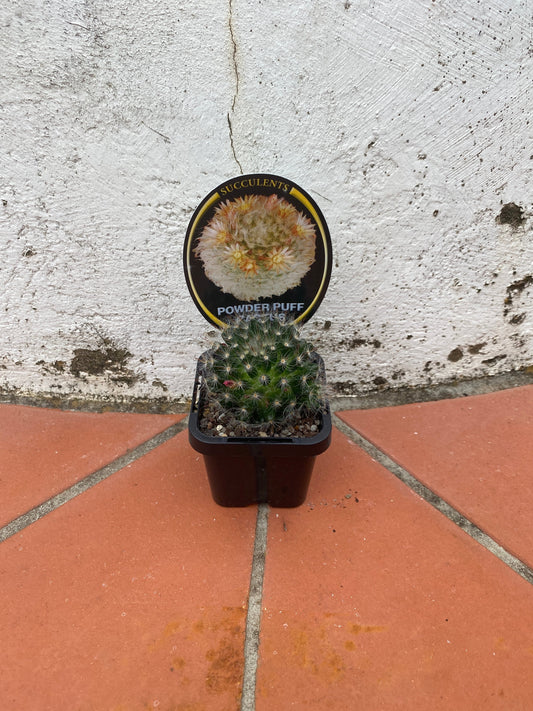 Mammillaria bocosana ‘Powder Puff Cactus’