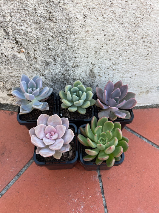 Graptoveria Pack