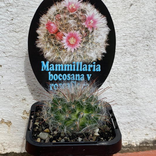 Mammillaria bocosana v roseaflora