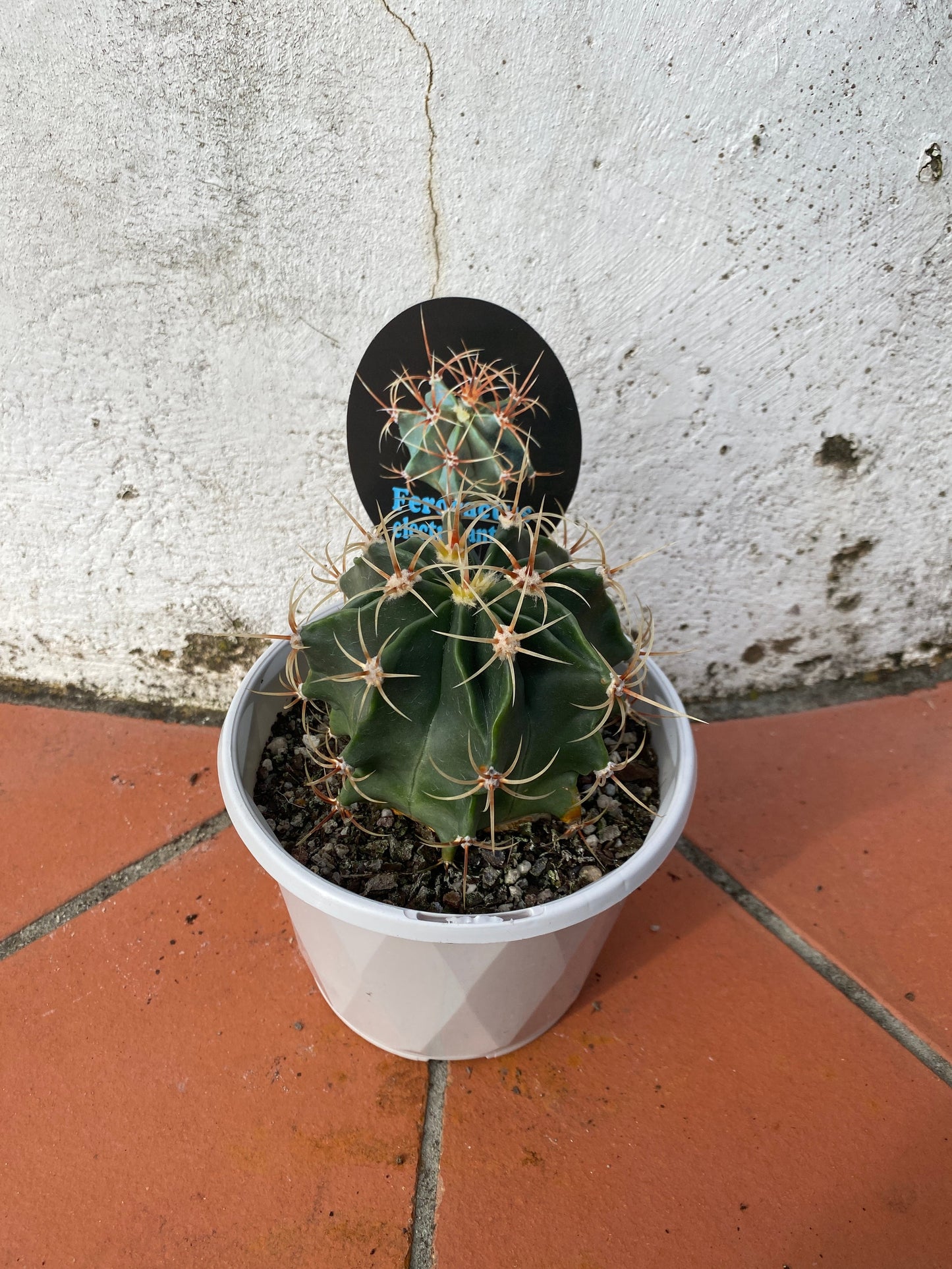 Ferocactus electracanthus