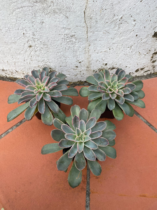 Echeveria Fantastic Fountain