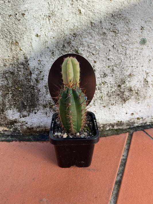 Trichocereus peruvianus