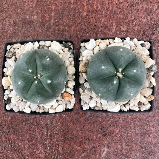 L Pentagona